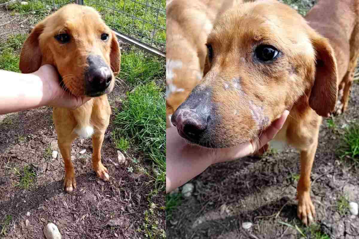 Sabatino ha circa 5 anni, pesa circa 13 kg