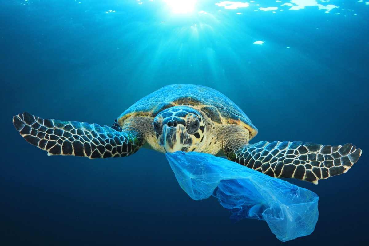 Tartaruga che mangia plastica