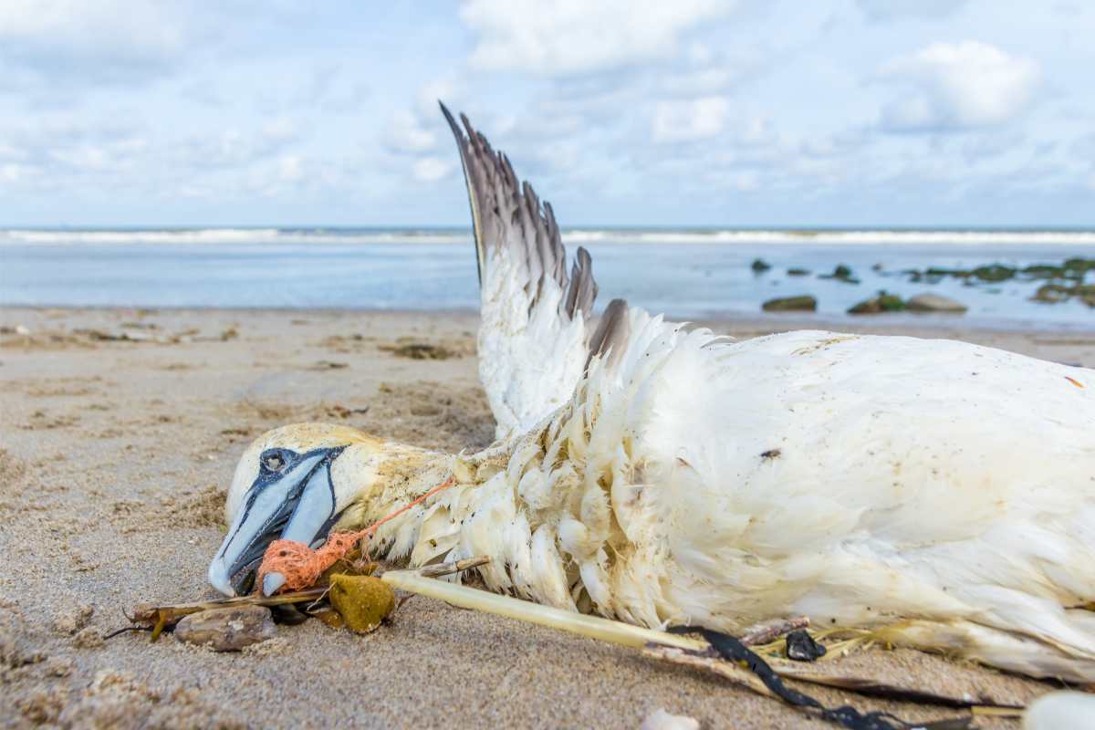Uccello morto intrappolato nella plastica