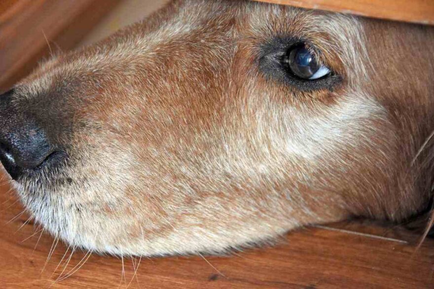 Cane triste che osserva nascosto sotto il tavolo