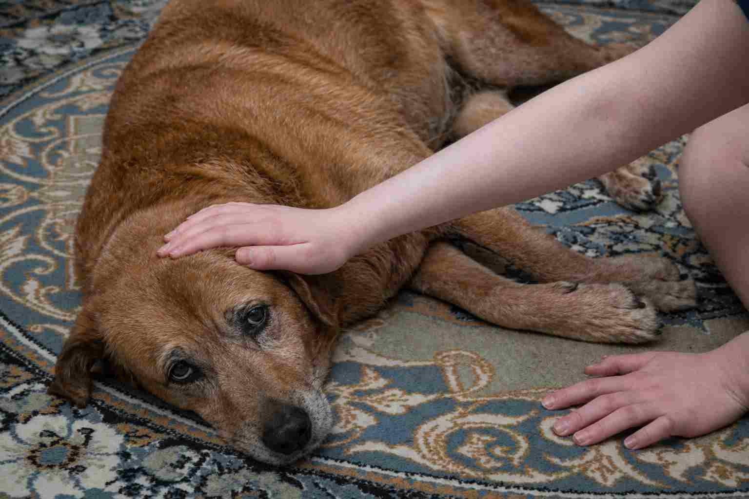 Cane malato sta sdraiato