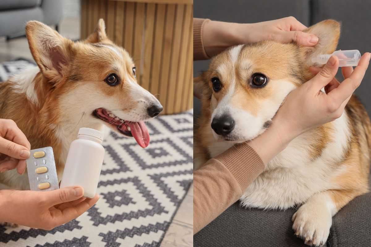 Attenzione agli antiparassitari naturali: il Ministero della Salute lancia l’allarme