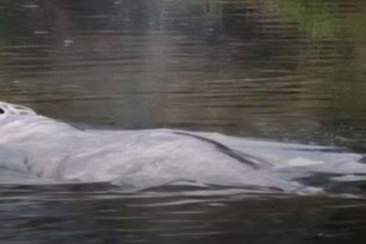 Purtroppo non ce l’ha fatta: trovata morta la balena di Washington