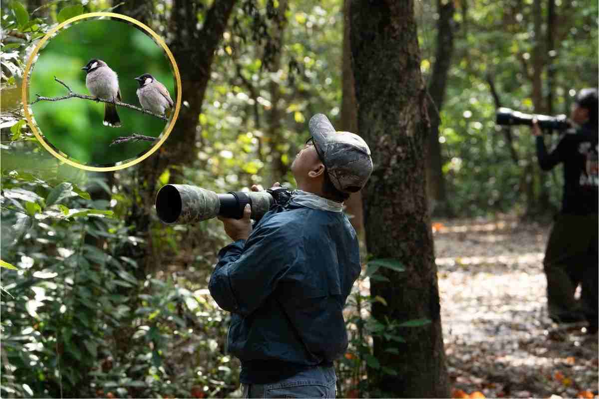 guardare gli uccelli