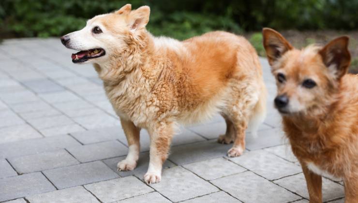 cagnolini anziani