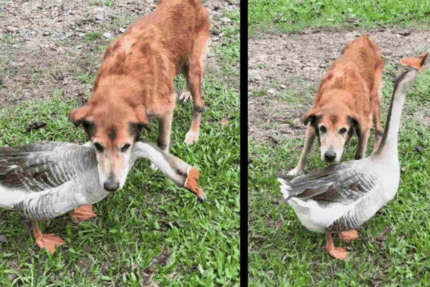 Il cane Shake e l'oca egiziana
