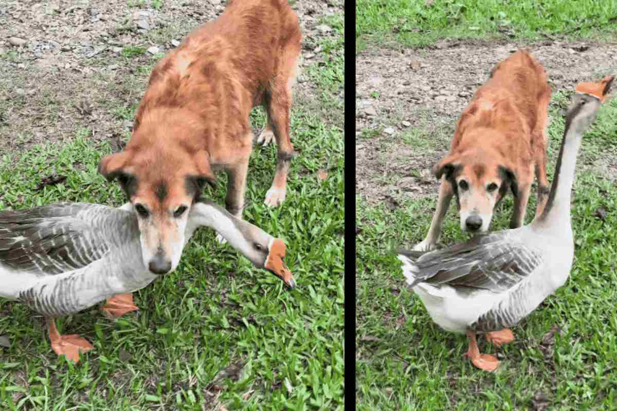 Il cane Shake e l'oca egiziana