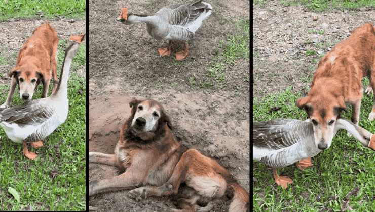 cane Shake, ormai 18enne, insieme all'oca egiziana