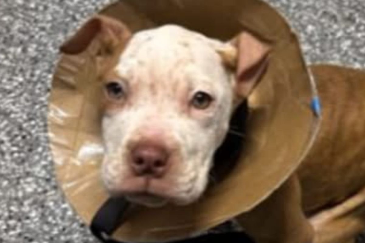 Trova un contenitore sigillato davanti alla porta: quello che c’è scritto lascia senza parole