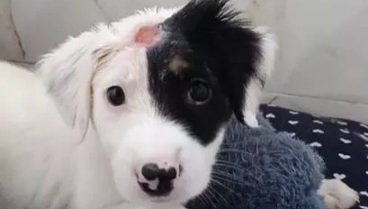 cane con ferita sulla testa