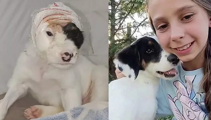 cane con testa fasciata e poi insieme alla bambina