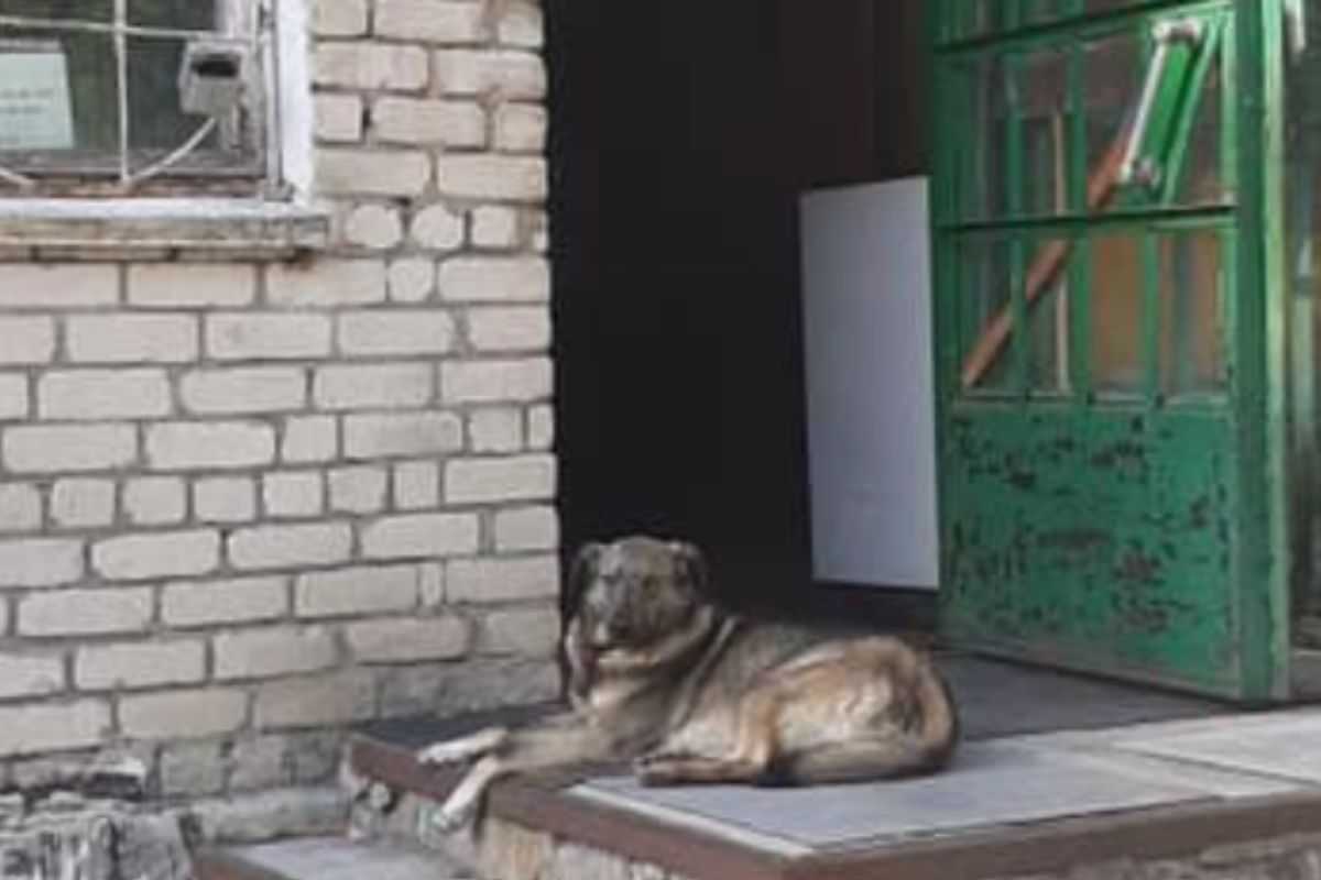 cane del luogo