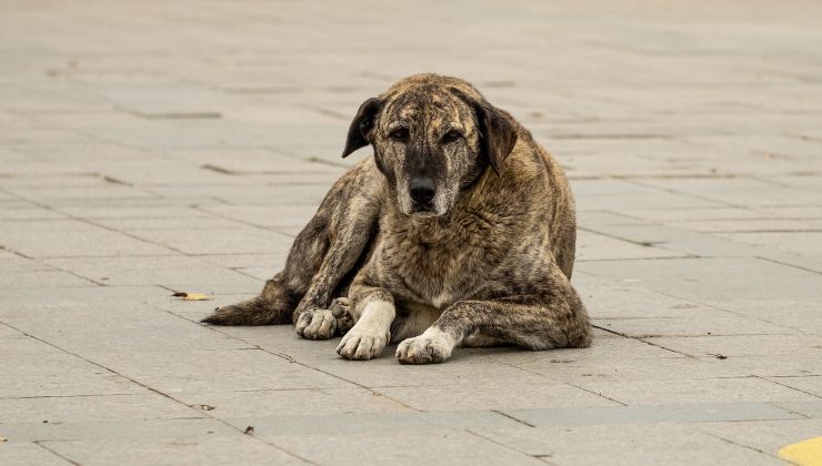 cane randagio
