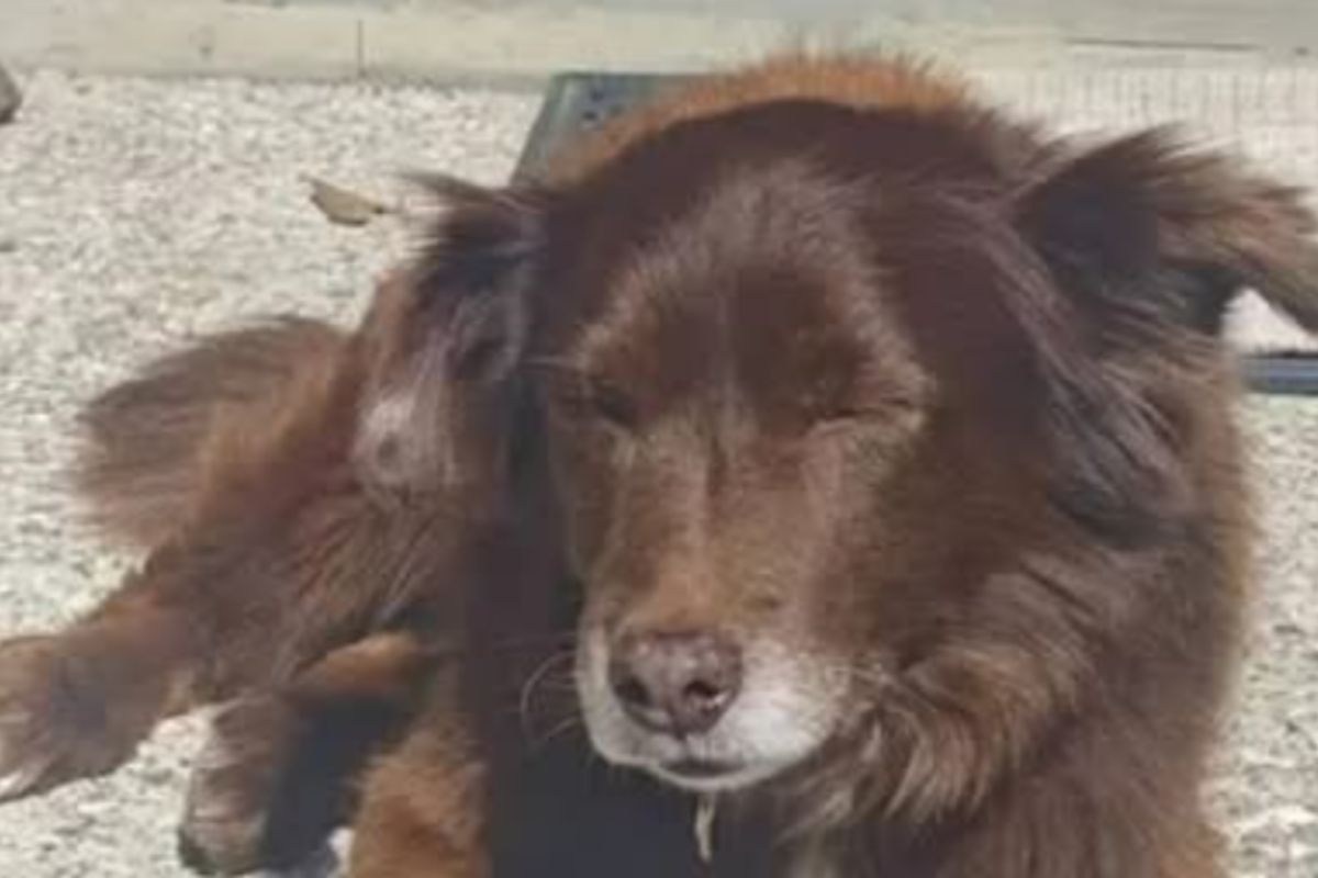 “Aiutatemi a trovare chi ha ucciso il mio cane”: l’appello disperato