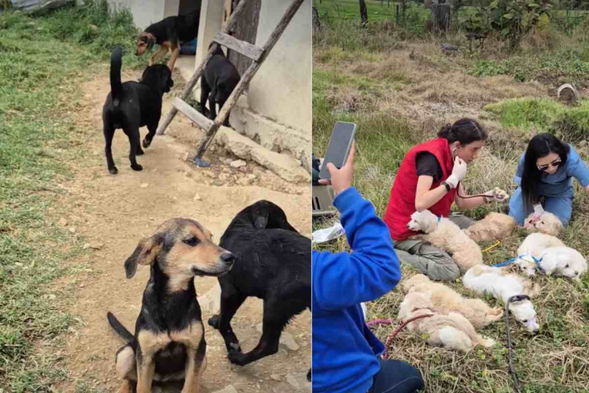 Una casa trasformata in incubo: 104 cani e gatti tra degrado e sofferenza