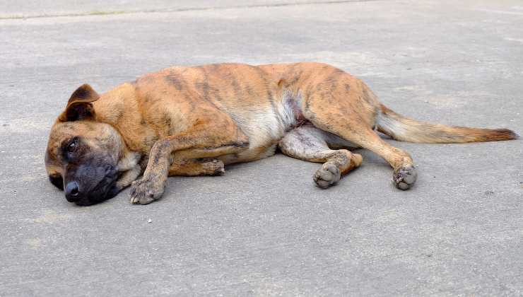 cani randagi in Marocco