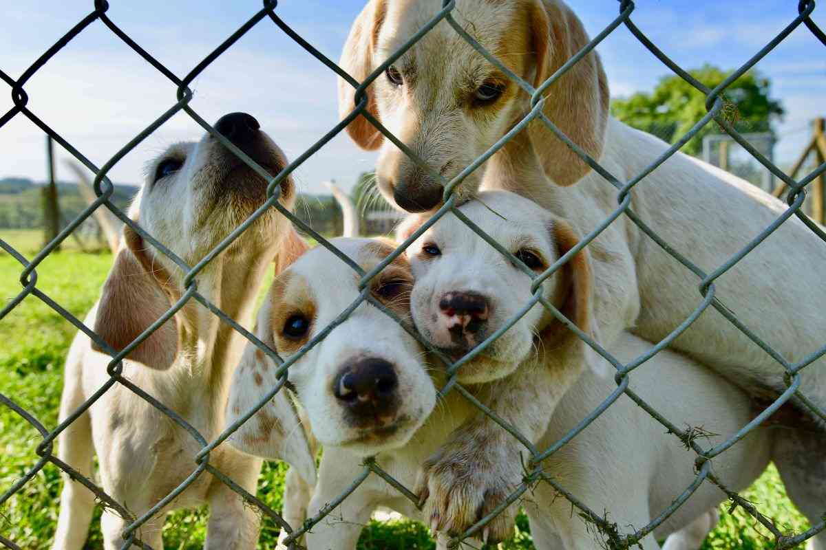 150mila euro per i cani randagi: la Regione italiana da cui prendere esempio