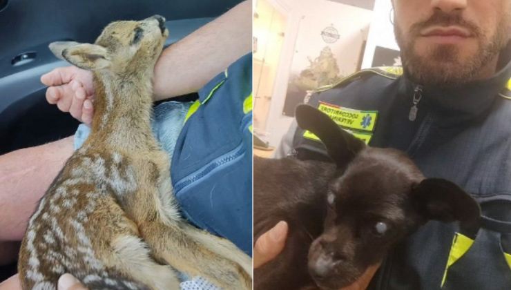 cerbiatto e cane salvati