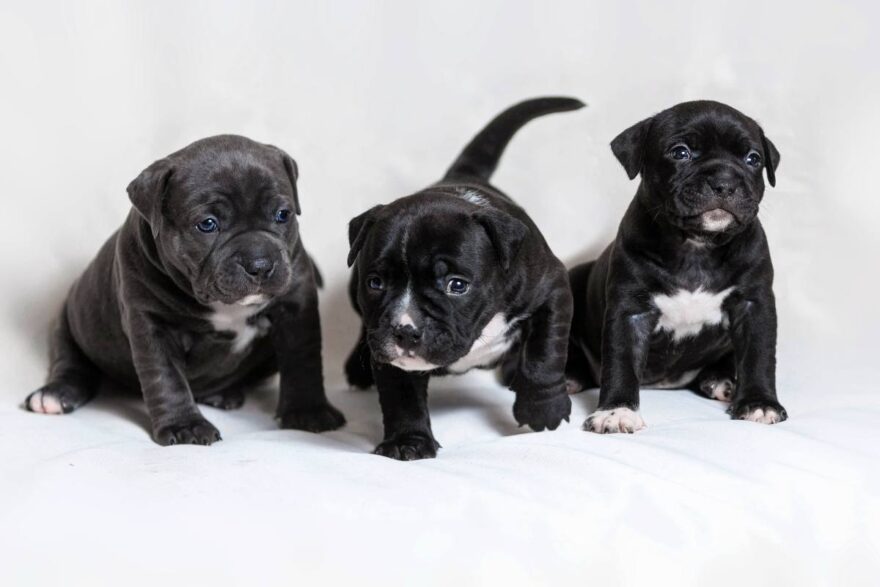 cuccioli di American Bully