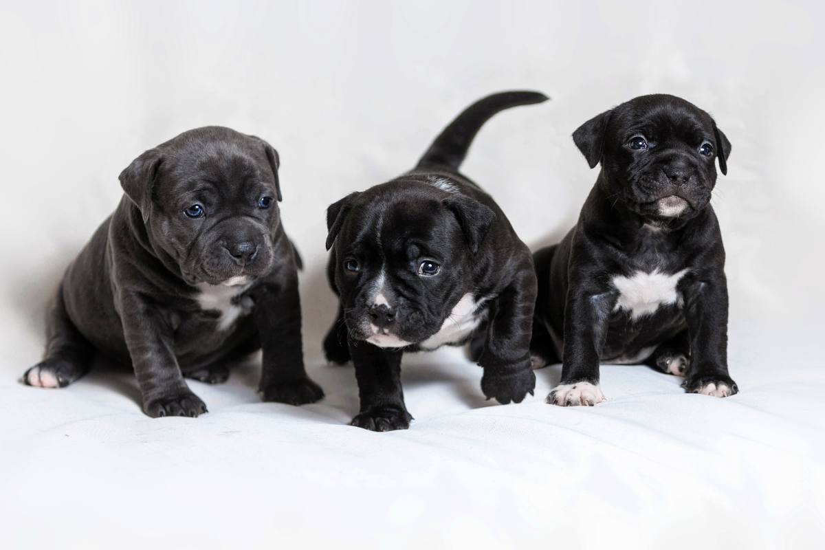 cuccioli di American Bully