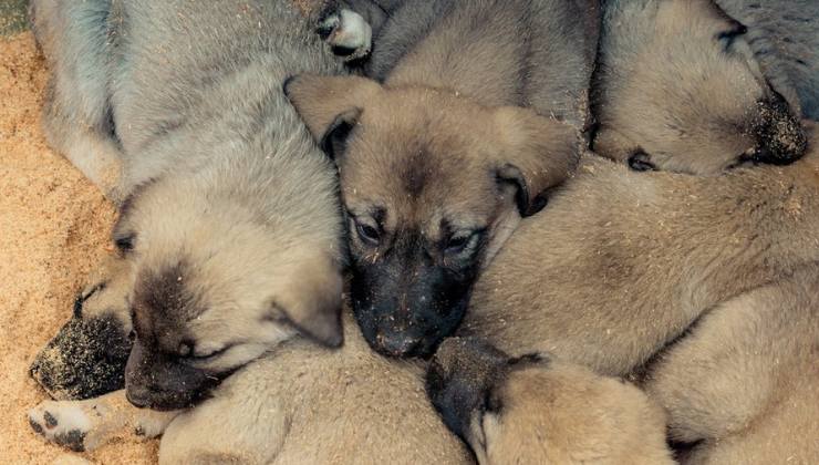 cuccioli di cane Kangal