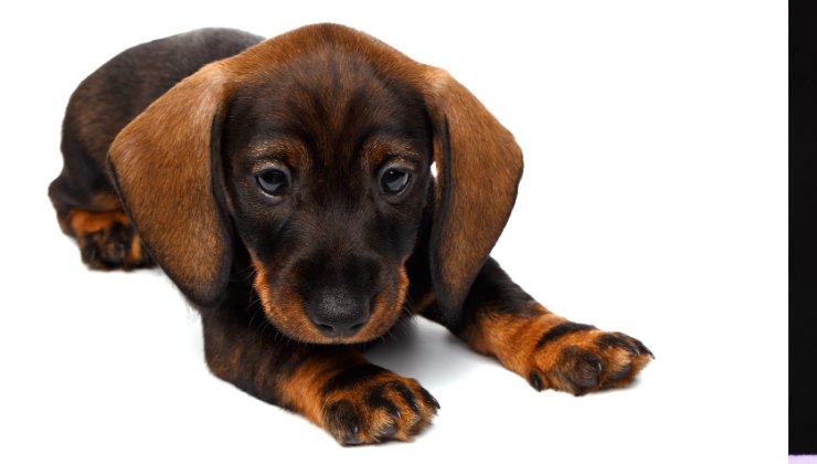 cucciolo di Bassotto