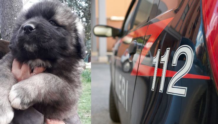 cucciolo di Pastore del Caucaso salvato dai carabinieri