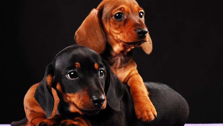 due cuccioli di cane Bassotto