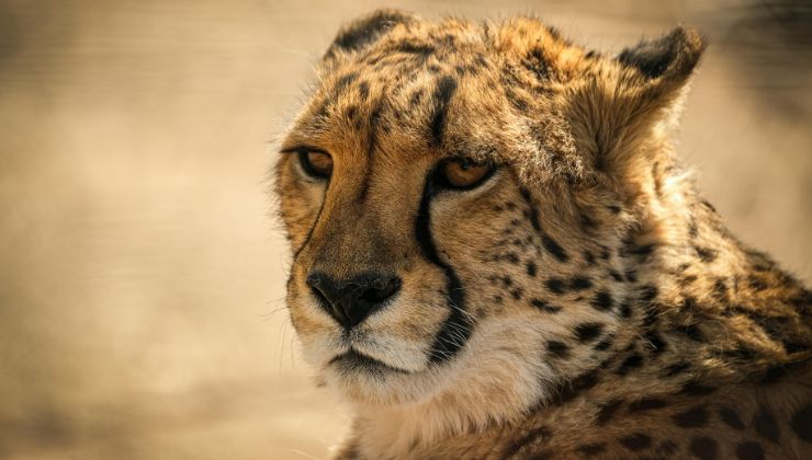 esemplare di Il ghepardo asiatico