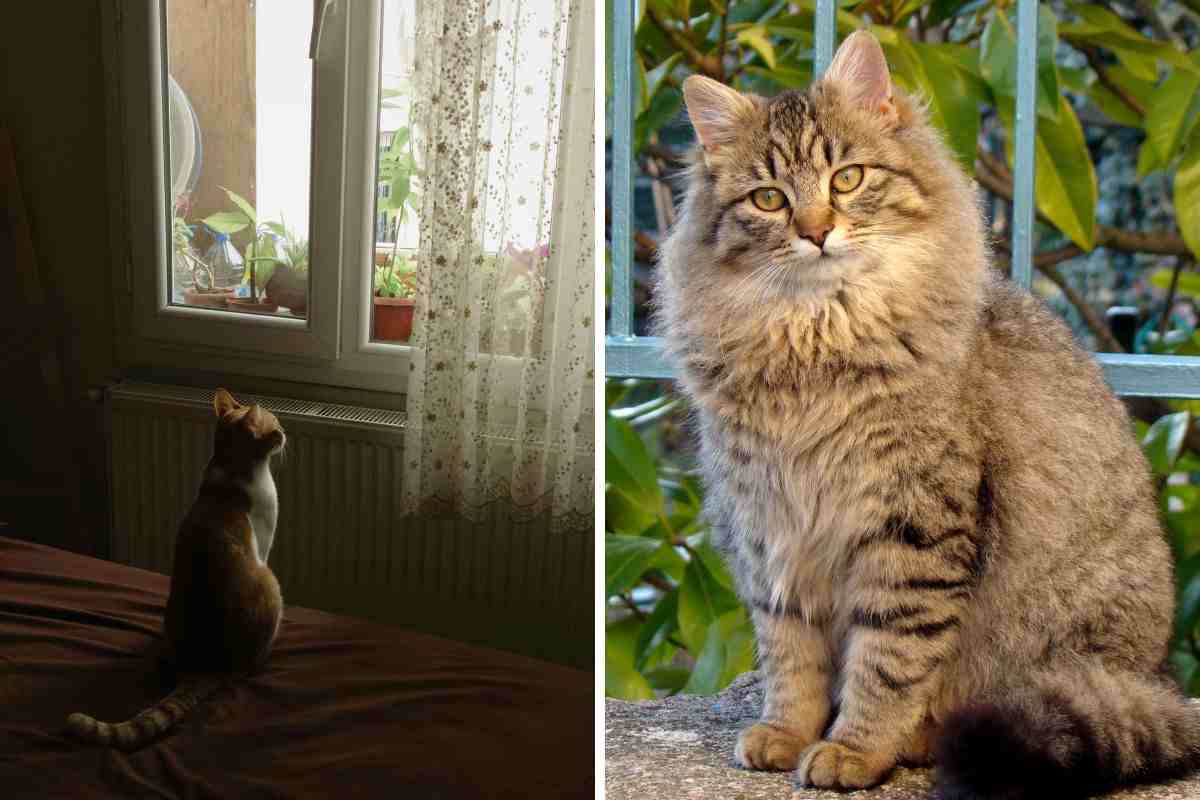 gatto in casa e fuori