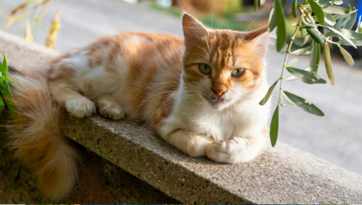 gatto arancione