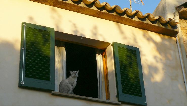 gatto sul davanzale della finestra