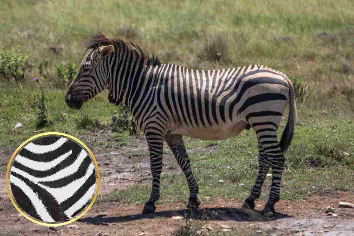 mantello della zebra