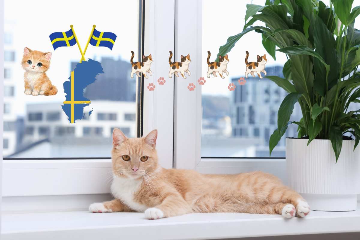 la legge svedese sui gatti in casa