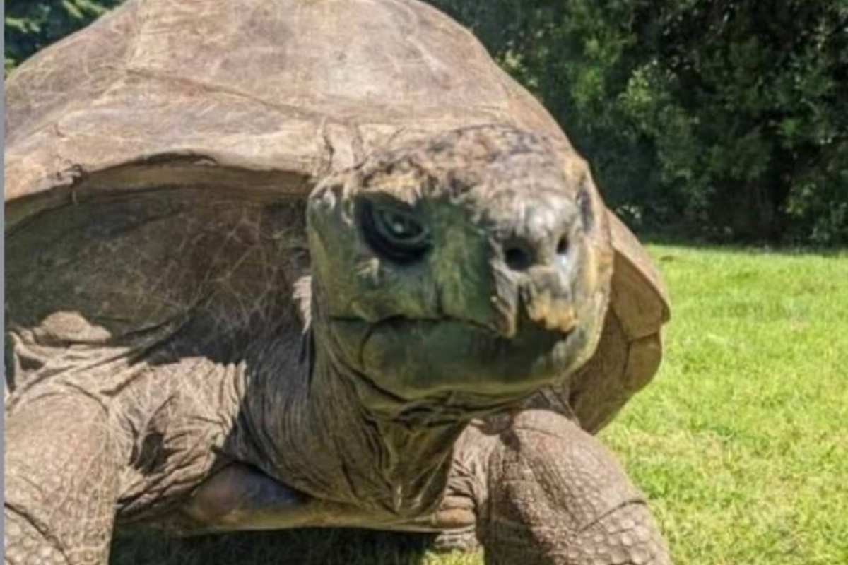 la tartaruga Jonathan