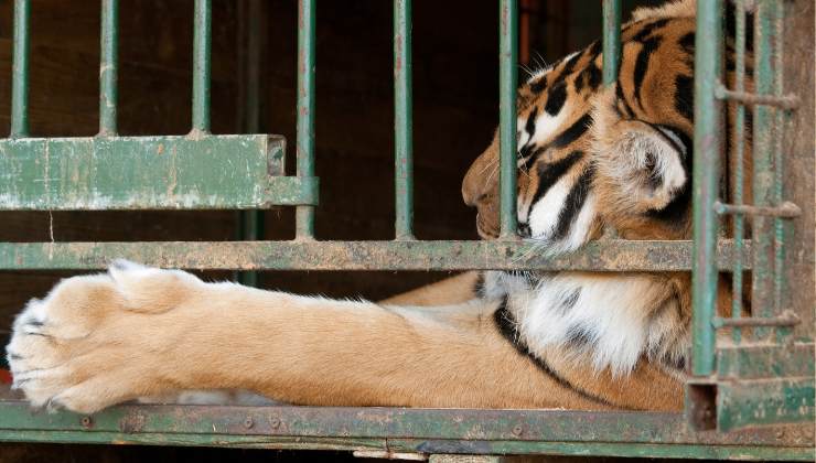 la tigre nella gabbiala tigre nella gabbia