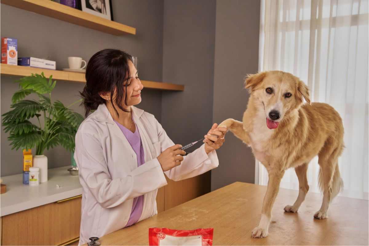 cane dal veterinario