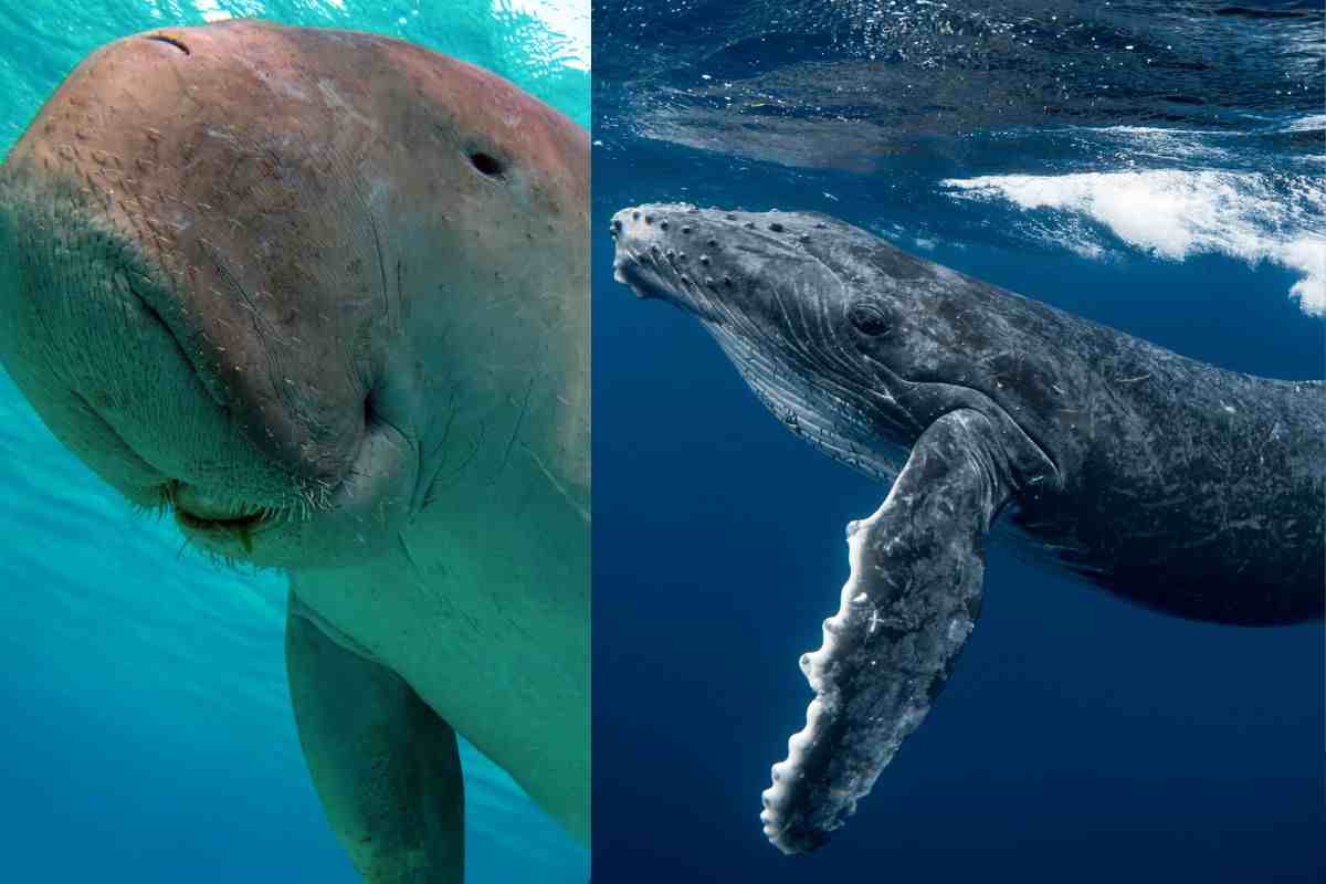 biodiversità marina