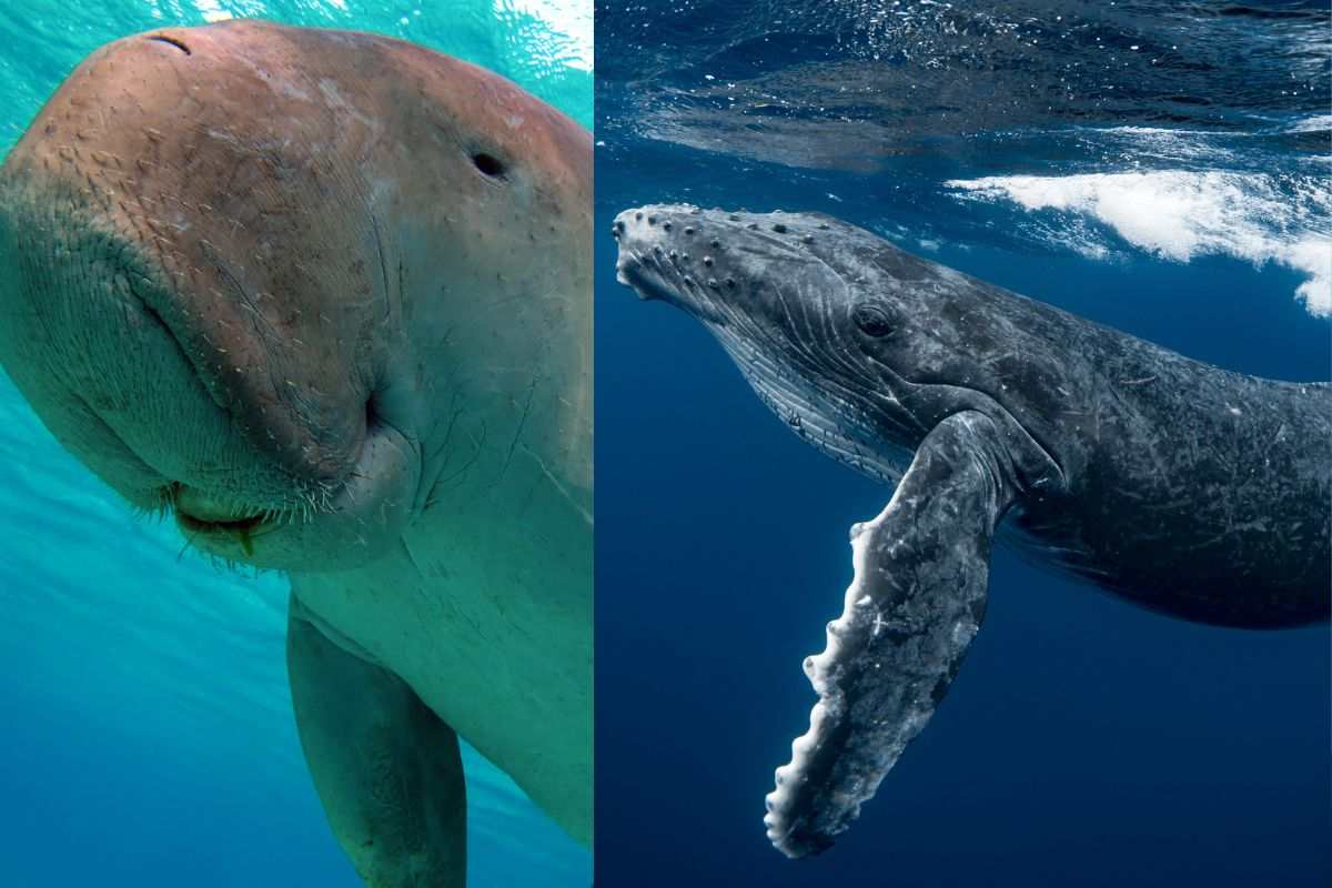 Nel silenzio del mare si consuma una tragedia: megattere e dugonghi intrappolati dalla guerra