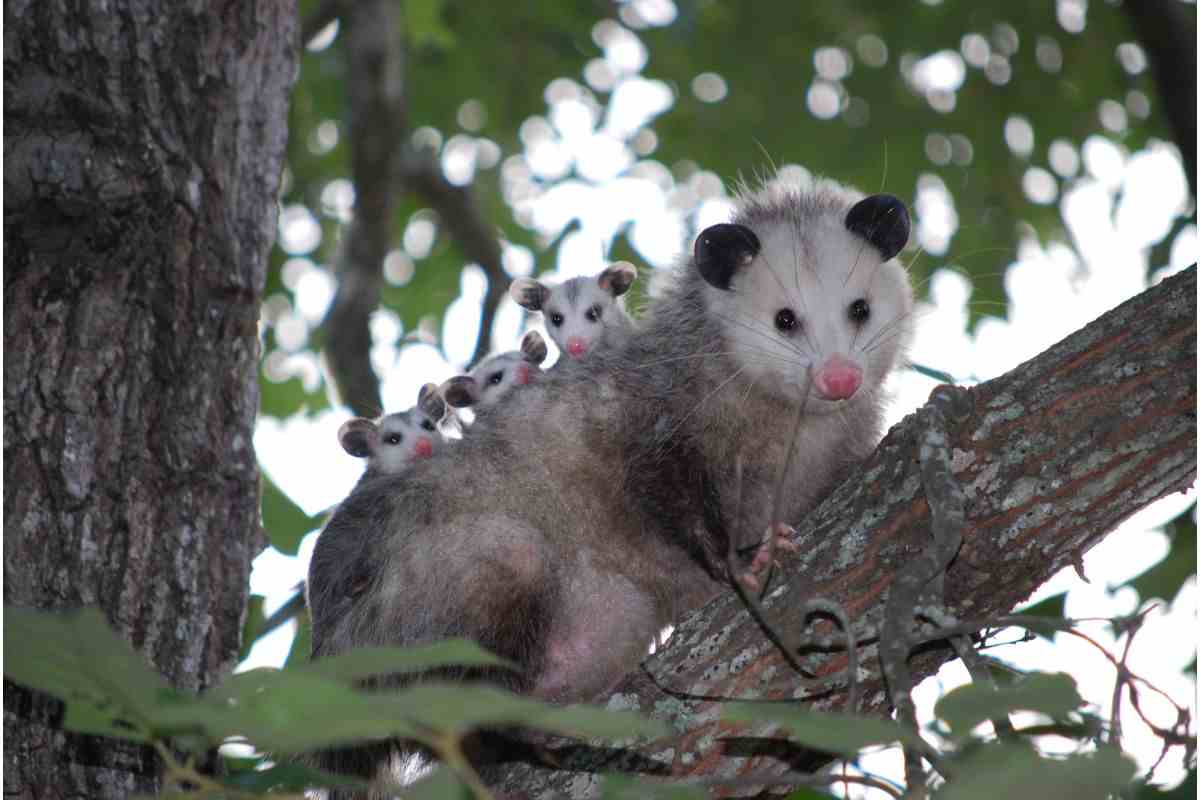 opossum