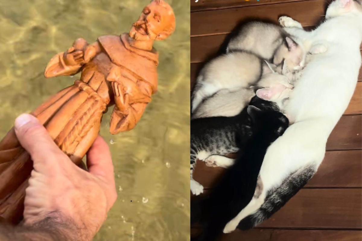 Ha pregato San Francesco per aiutare gli animali: sulla soglia di casa trova qualcosa che non si aspettava