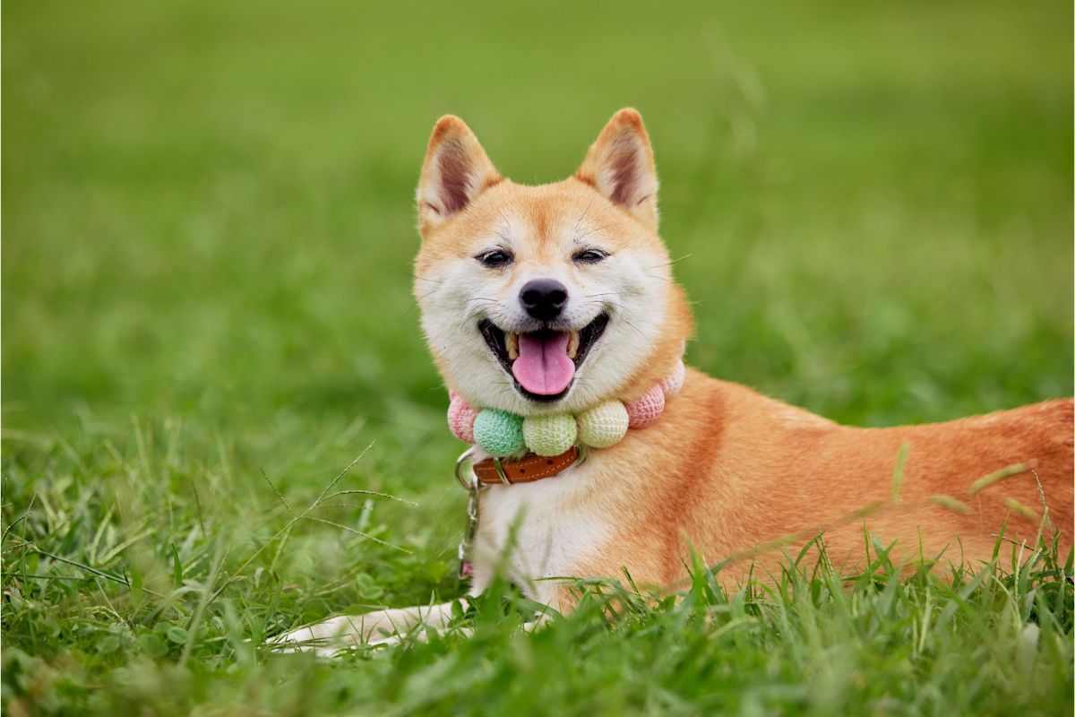 shiba
