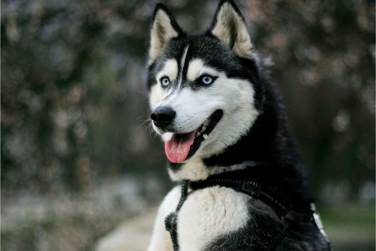 razza siberian husky
