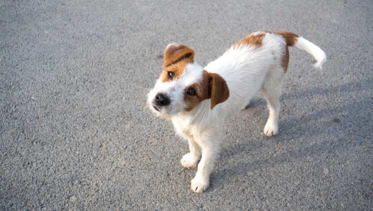 strage di animali in Marocco