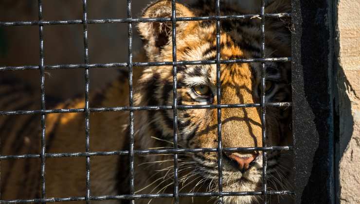 la tigre nella gabbia