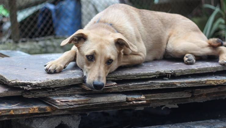 un cagnolino randagio