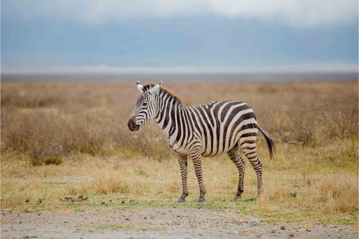 zebra