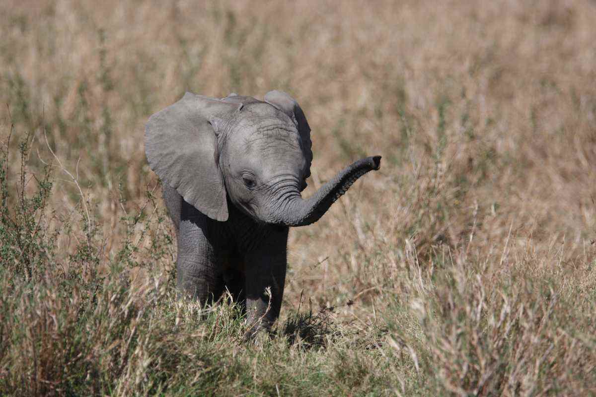 Cucciolo di elefante