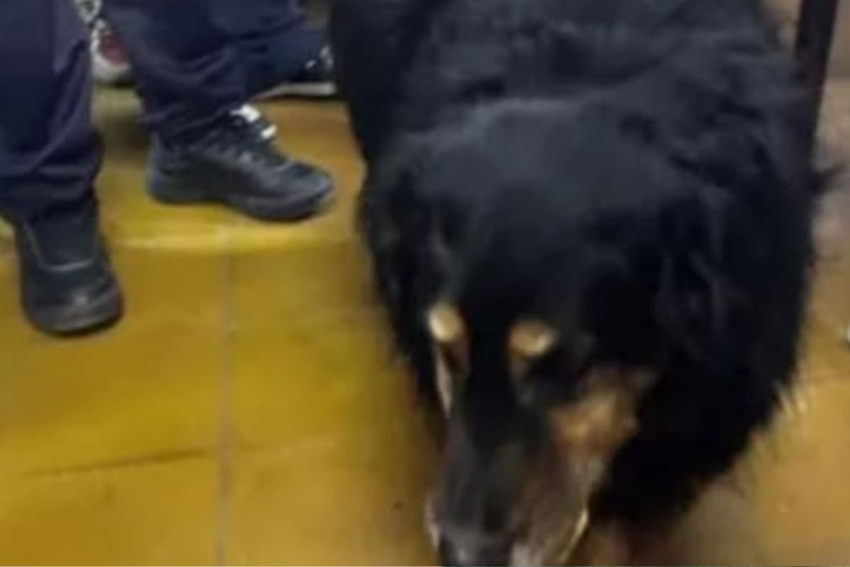 cane domingo