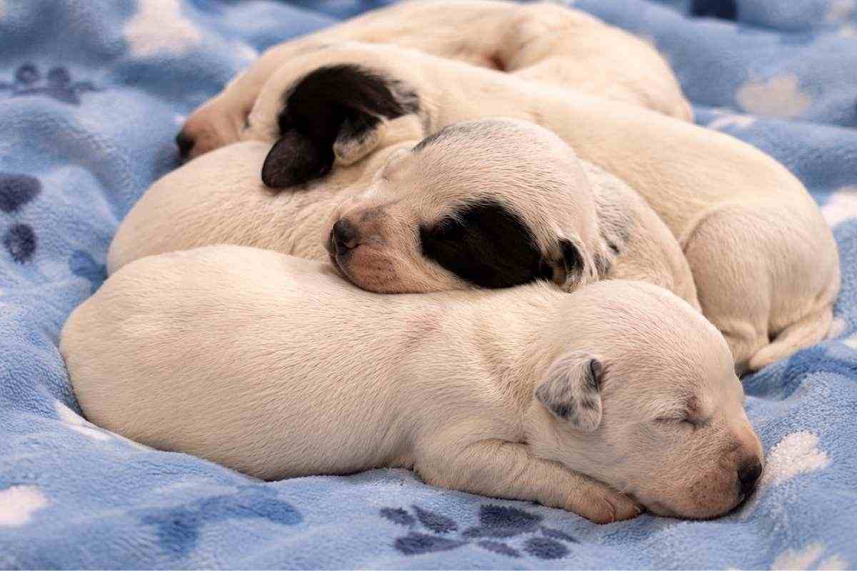 Cuccioli